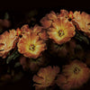 Aroma-behang-Inkiostro Bianco-3-Vinyl 68 cm-INKGLXY1903-Selected Wallpapers