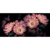 Aroma-behang-Inkiostro Bianco-Selected Wallpapers