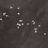 Cherry Flight-behang-Muance-51-Textured Vinyl-MU13051-Selected Wallpapers
