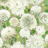 Dahlia-Wallpaper-Harlequin-Sail Cloth-Roll-112844-Selected Wallpapers
