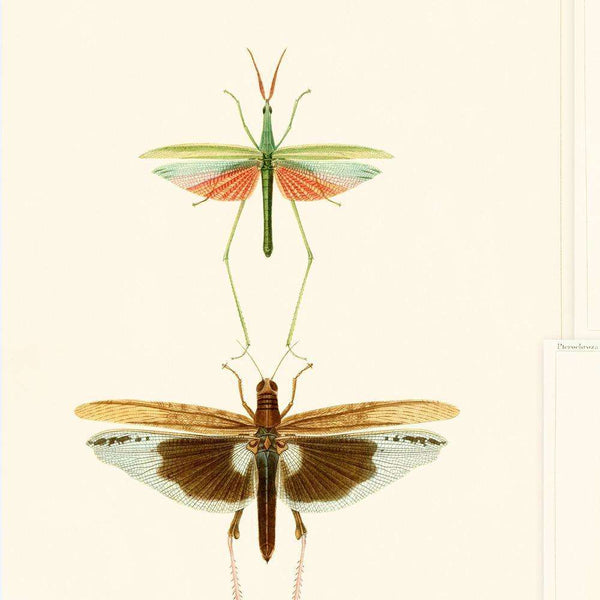 Entomologie-Tapete-Mind the Gap-Bruin/Taupe-300 cm (standaard)-WP20233-Selected Wallpapers
