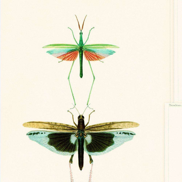 Entomologie-behang-Tapete-Mind the Gap-Groen/Taupe-300 cm (standaard)-WP20234-Selected Wallpapers
