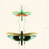 Entomologie-Tapete-Mind the Gap-Groen/Taupe-300 cm (standaard)-WP20234-Selected Wallpapers
