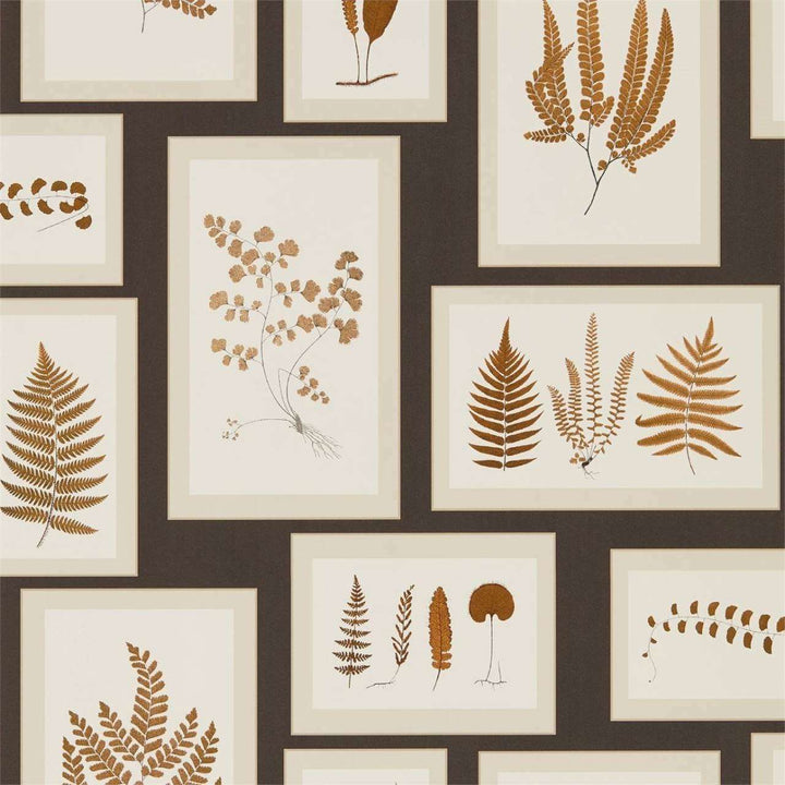 Fern Gallery-behang-Tapete-Sanderson-Charcoal/Spice-Rol-215713-Selected Wallpapers