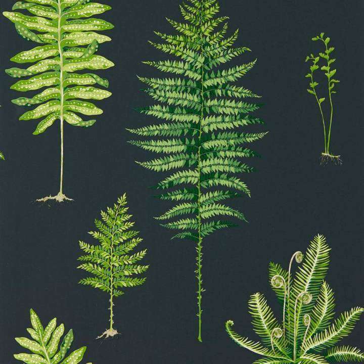 Fernery-behang-Tapete-Sanderson-Green/Charcoal-Rol-216634-Selected Wallpapers