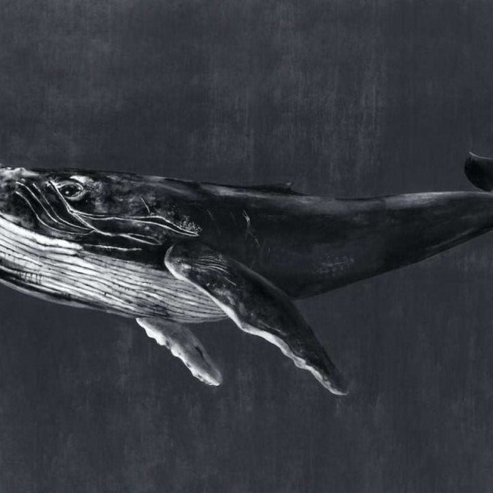 Humpback Whale-Behang-Tapete-Coordonne-Night-Non Woven-9500102-Selected Wallpapers