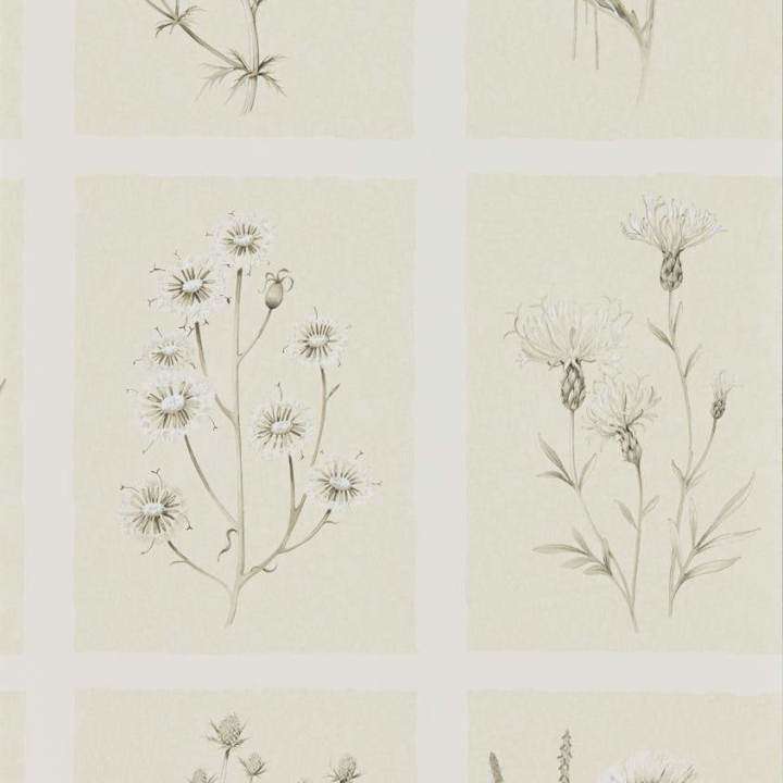 Little Thistles-behang-Tapete-Sanderson-Ecru-Rol-216511-Selected Wallpapers