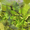 Lost in Plantation-behang-Elitis-1-Rol-VP 429 01-Selected Wallpapers