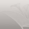 Nancy Clare-Behang-Glamora-1A-GlamSatin-GLDVN221A-Selected Wallpapers