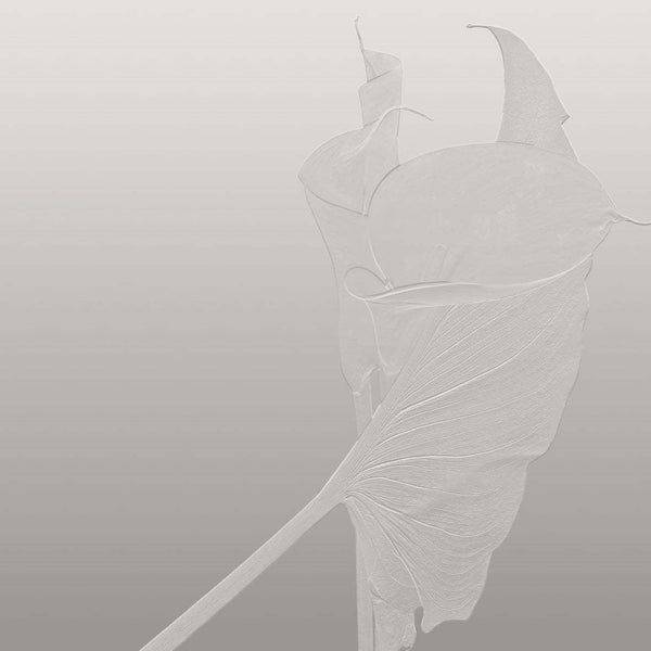 Nancy Clare-Behang-Glamora-1B-GlamSatin-GLDVN221B-Selected Wallpapers