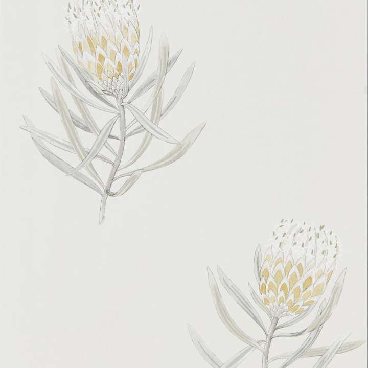 Protea Flower-behang-Tapete-Sanderson-Natural-Rol-216328-Selected Wallpapers