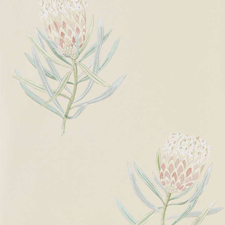 Protea Flower-behang-Tapete-Sanderson-Russet/Green-Rol-216329-Selected Wallpapers