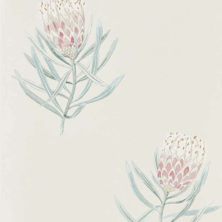 Protea Flower-behang-Tapete-Sanderson-Procelain/Blush-Rol-216330-Selected Wallpapers