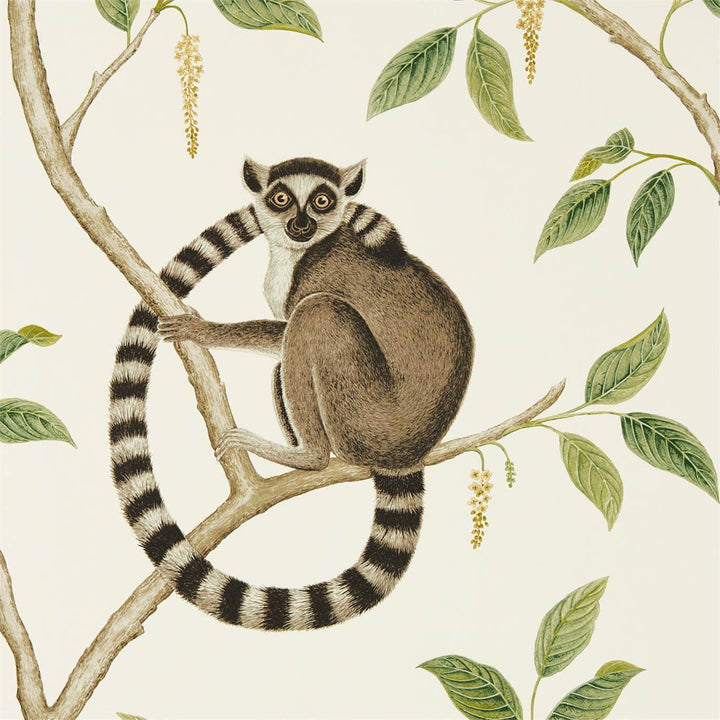 Ringtailed Lemur-behang-Tapete-Sanderson-Cream/Olive-Rol-216664-Selected Wallpapers