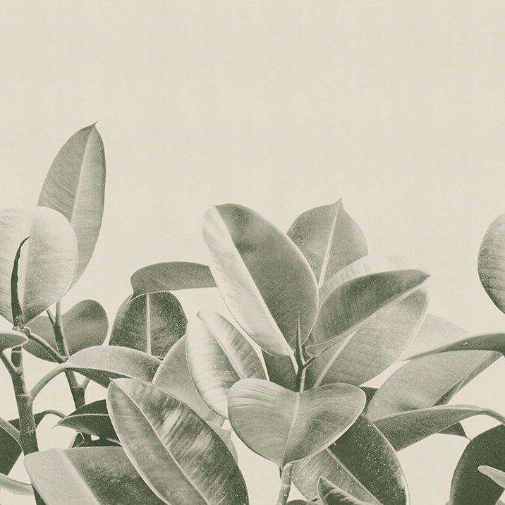 Rubber Plant-behang-Tapete-LondonArt-01-RAW-S120-Selected Wallpapers