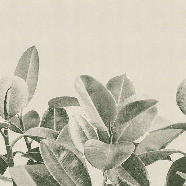 Rubber Plant-behang-LondonArt-01-RAW-S120-Selected Wallpapers