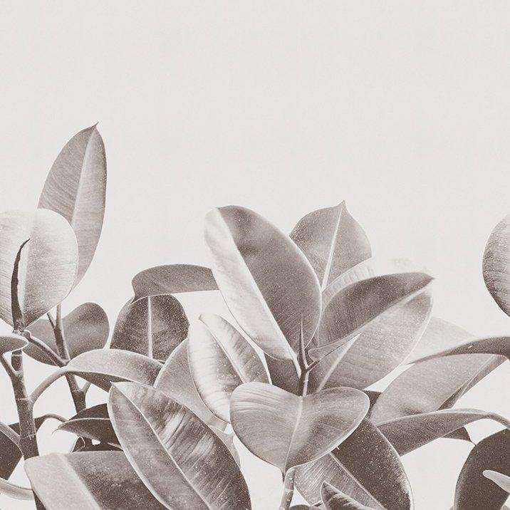 Rubber Plant-behang-Tapete-LondonArt-02-RAW-S120-Selected Wallpapers