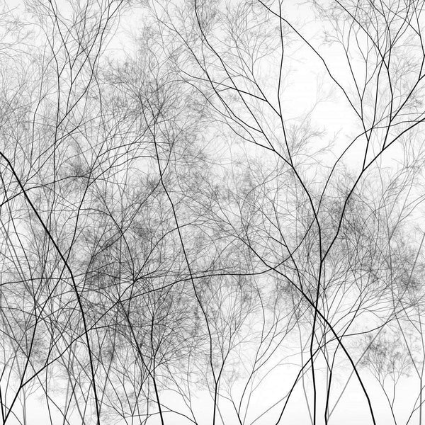 Silva-Behang-Glamora-1A-GlamDecor-HL121A-Selected Wallpapers