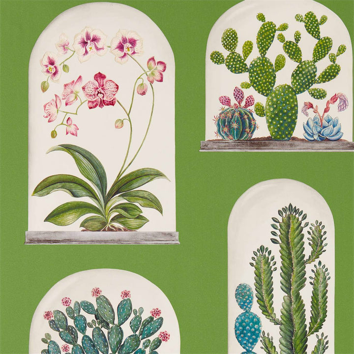 Terrariums-behang-Tapete-Sanderson-Green/Multi-Rol-216656-Selected Wallpapers