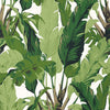 Travelers Palm-Behang-Thibaut-Green-Rol-T10127-Selected Wallpapers