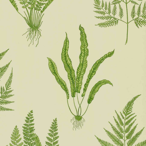 Woodland Ferns-behang-Tapete-Sanderson-Green-Rol-DAPGWO102-Selected Wallpapers