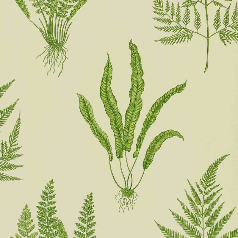 Woodland Ferns wallpaper in Green by Sanderson
