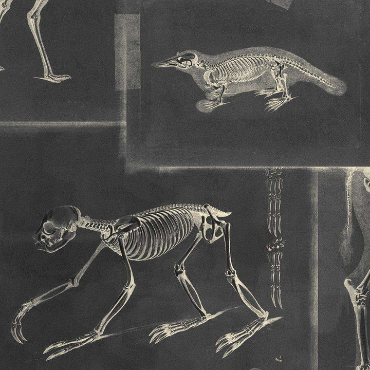 Zoo Archaeology-behang-Tapete-Mind the Gap-Zwart/Grijs-300 cm (standaard)-WP20237-Selected Wallpapers