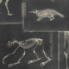 Zoo Archaeology-wallpaper-Mind the Gap-Zwart/Grijs-300 cm (standaard)-WP20237-Selected Wallpapers